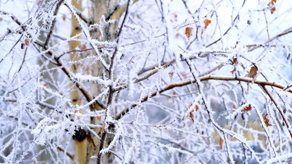  Hoarfrost on tree branches in a city park. Winter background for your design.