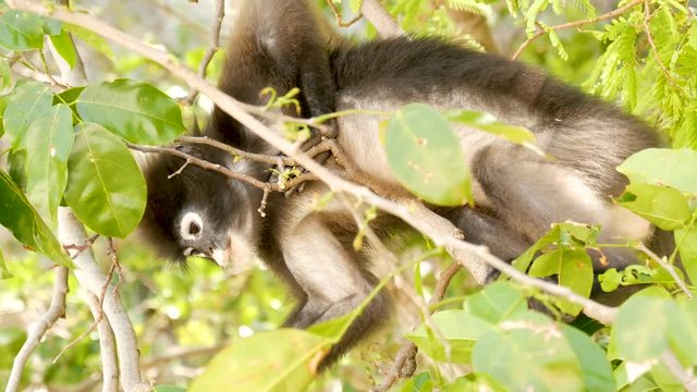 Cute spectacled leaf langur, dusky monkey on tree branch amidst green leaves in Ang Thong national park in natural habitat. Wildlife of endangered species of animals. Environment conservation concept.
