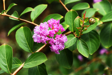 Blooming pink flowers.Springtime in the park.
