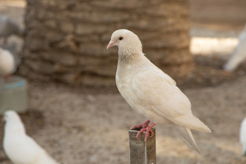 pigeon on a background-Benidorm