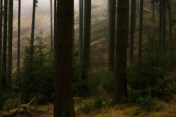 german forest trees