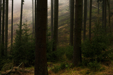 Obraz premium german forest trees