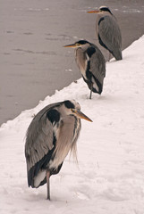 Three grey herons standing on snow next to a frozen lake.