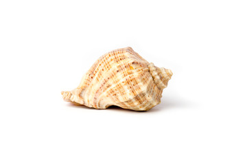 marine seashell isolated on white background