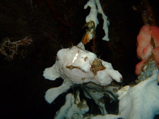 Warty frogfish (Antennarius maculatus) mimicking a sponge, Raja Ampat, West Papua