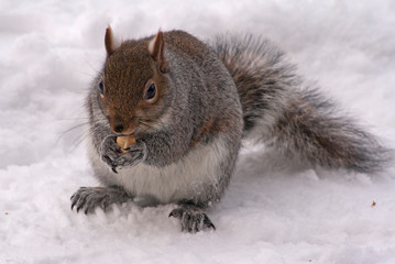 squirrel in the snow