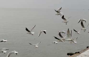 Flock of gulls, ducks, swans and doves on a cloudy day on the black sea coast 