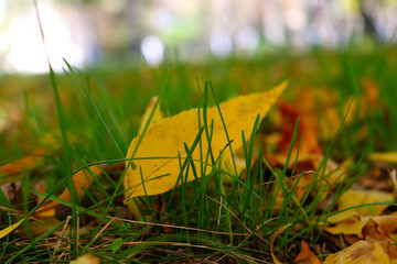 autumn leaves on green grass