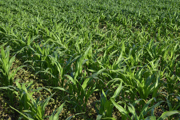Obraz premium A field of young corn