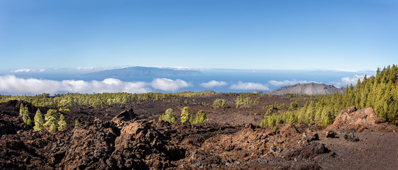 Vibrant lime coloured fir trees growing in volcanic landscape with La Gomera in the Canry Islands, Spain in the background