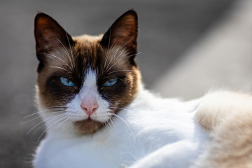 Close up of beautiful brown and white cat with stunning blue eyes