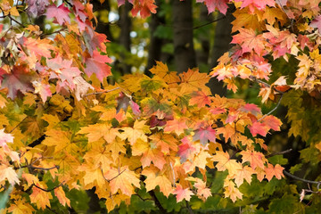 Naklejka na ściany i meble Colorful leaves during the autumn 
