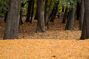 Fototapeta premium Logs and leaves during the autumn 