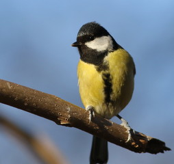 Obraz premium Great Tit on blue background, Parus major