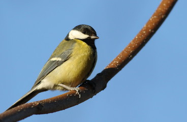 Obraz premium Great Tit on blue background, Parus major