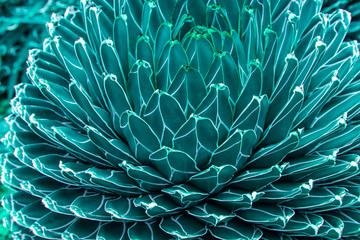 closeup agave cactus, abstract natural pattern background and textures, dark blue toned