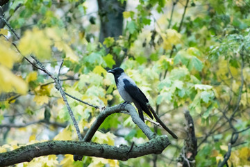 Black crow on a branch 