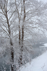 Trees and bushes growing on the banks of the river are covered with hoarfrost. Snowfall.