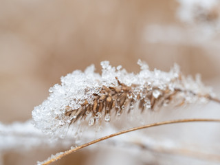 Detail of frozen plant in winter background