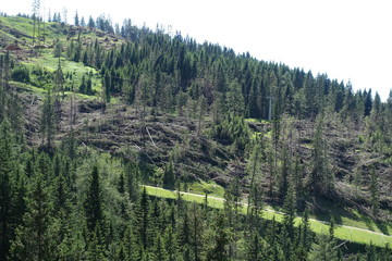 Windbruch im Eggental