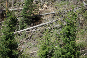 Windbruch im Eggental
