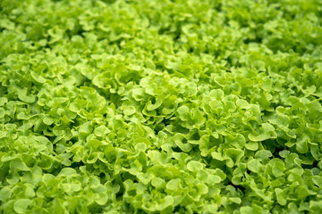 Organic vegetables in hydroponic farms.