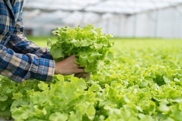 Close-up shots of gardeners who are collecting organic vegetables on the hydroponic farms.