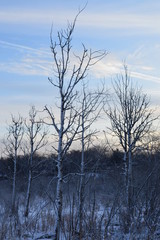 Fototapeta na wymiar Winter day in the wetland