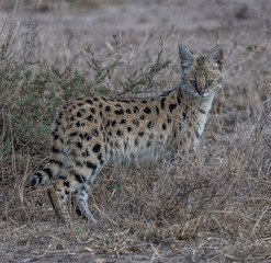 Serval cat
