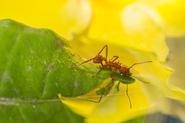 Ant on a leaf drinking water closeup