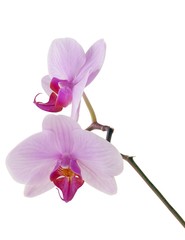 orchid Phalaenopsis with pink flowers isolated close up,