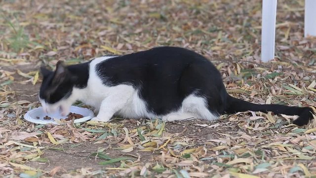 View from the left side at the homeless black and white cat who eats on grass cats food from a white plastic plate