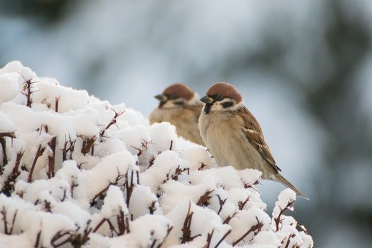 Couple of sparrows siting on the snowy bush. The Eurasian tree sparrow (Passer montanus)