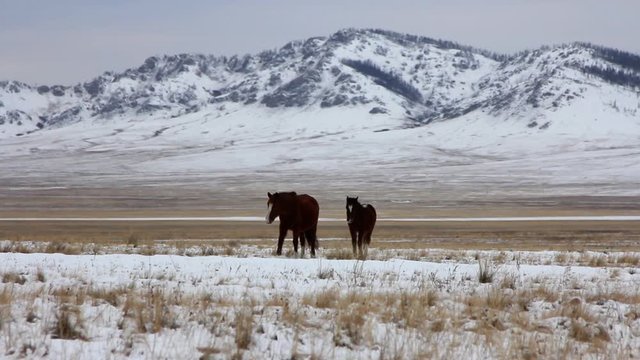 Two-headed red horses slowly wander through huge meadow among snow, winter, dry grass is visible from under snow, high old mountains rise on horizon, large pasture, horses on pasture, winter landscape