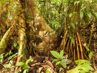 Wanderung durch den Regenwald von Costa Rica bei Boca Tapada.