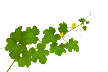  Melon tree isolated on white background. Clipping path.