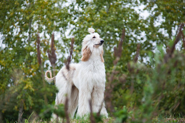 Fototapeta na wymiar Afghan hound dog stands among nature