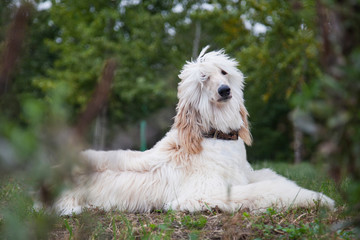 Afghan hound dog lies among nature