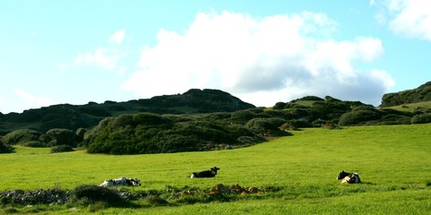 Cows resting in a beautiful meadow between hills on a clear day