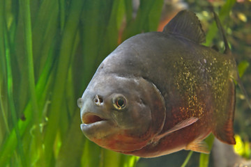 piranha fish in aquarium