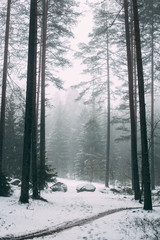 Winter forest with fog and first snow