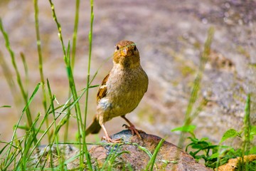 robin on the grass
