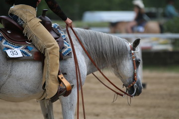 konie w stylu western © Daria