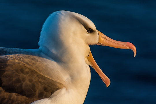 Albatros auf Helgoland