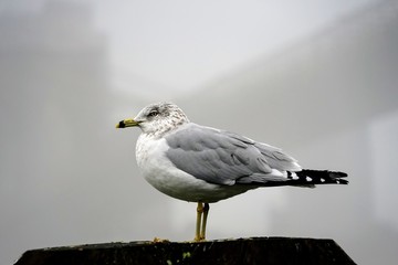 Seagull on a Post in front of the Brooklyn Bridge