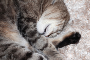 Striped cat sleeping on his back