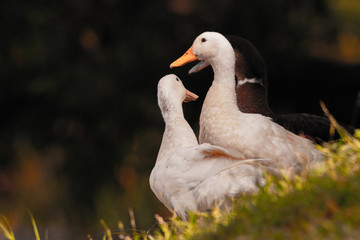 white ducks