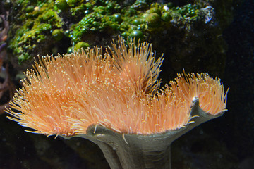 sea anemone in saltwater aquarium