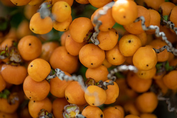 Fruit tree typical of southern Brazil butia