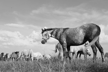 konie arabskie na pastwisku - obrazy, fototapety, plakaty